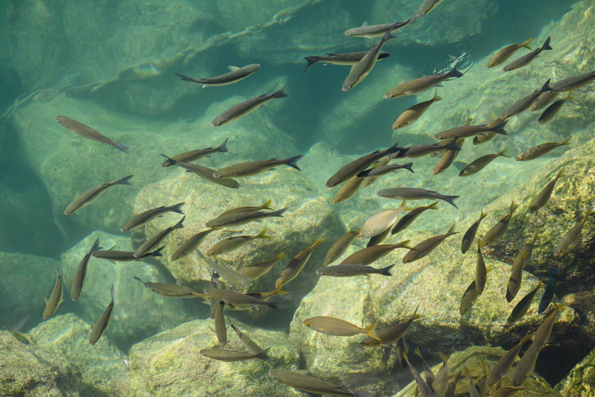 Fish at Puerto Mogan